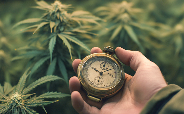 Баланс в уходе за каннабисом Как оптимизировать время на гров