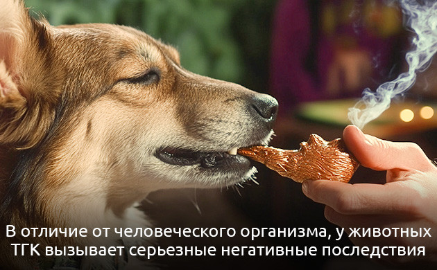 Опасность ТГК для животных Влияние ТГК на домашних питомцев