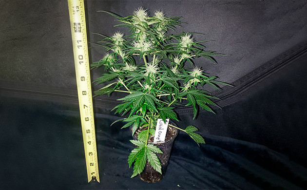 Внешний вид цветущего куста в стакане Миниатюрный куст с маленькими шишками