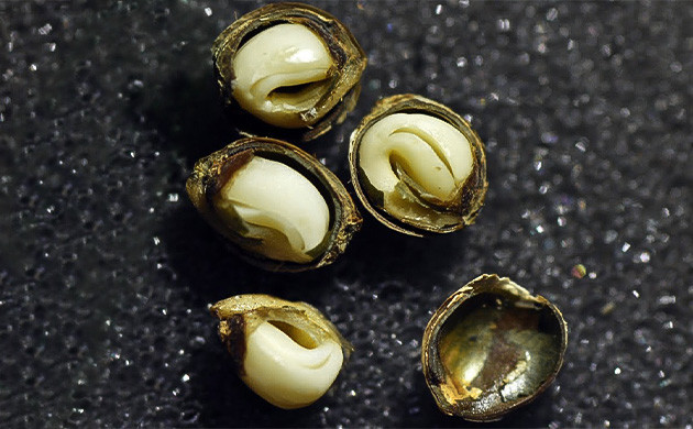 Вскрытие оболочки семени Механическое вскрытие семени