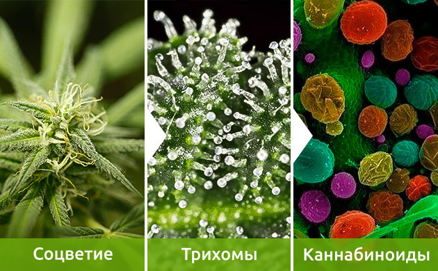 Процесс создания каннабиноидов Соцветия, трихомы и каннабиноиды