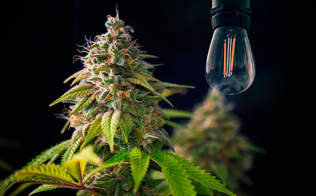 Важность темноты на конопли Конопля в темноте