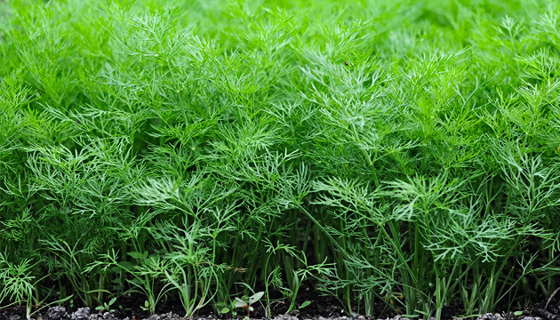 Как укроп помогает конопле Укроп привлекает пчел