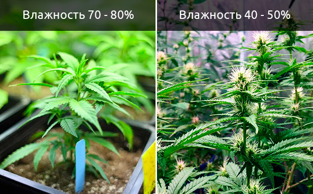 Сухие листья конопли от низкой влажности Проблема с листьями из-за низкой влажности