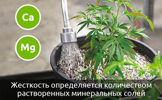 Влияние жесткой воды на коноплю Влияние жесткой воды на марихуану