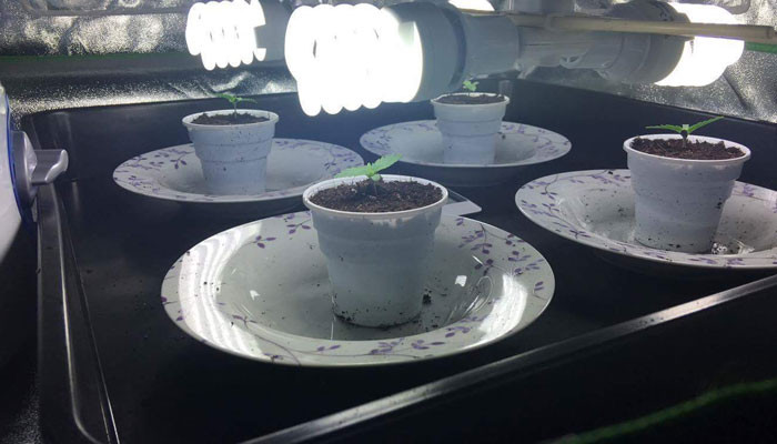 Пересадка саженцев в горшки Ростки Jack 47 auto