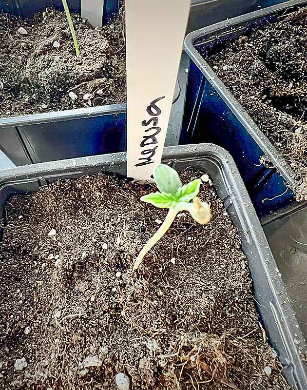 Medusa F1 Auto: начало выращивания Подготовка семян Medusa F1 Auto к посадке