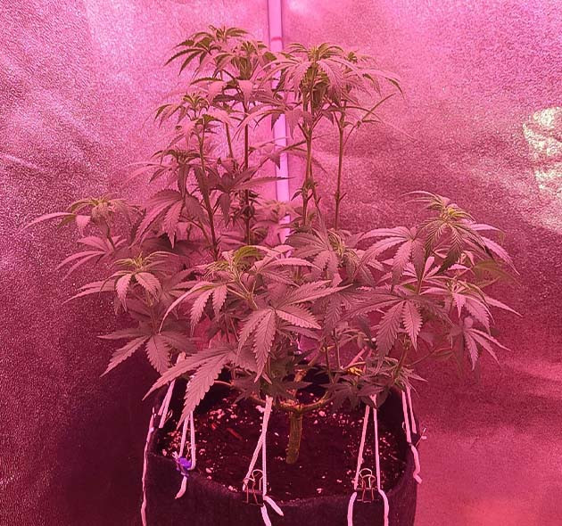 Cтадия предцвета у конопли на 10 неделе созревания Формирование соцветий у марихуаны