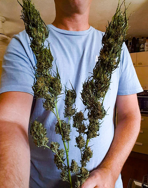 Харвест и сушка соцветий Pineapple Chunk Сбор урожай с куста Pineapple Chunk