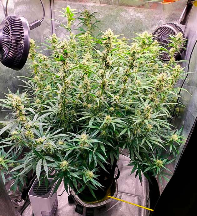 Увеличение полива и изменения в составе удобрений Куст Forbidden Runtz Auto от FastBuds на 8 неделе