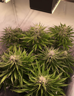 Появление сильного запаха на 10 неделе Смена цвета листьев на 9 неделе выращивания