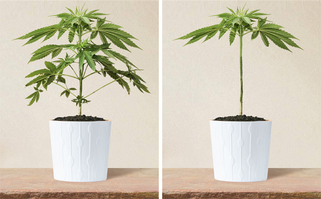 Разница между обрезкой и дефолиацией конопли Обрезка и дефолиация марихуаны