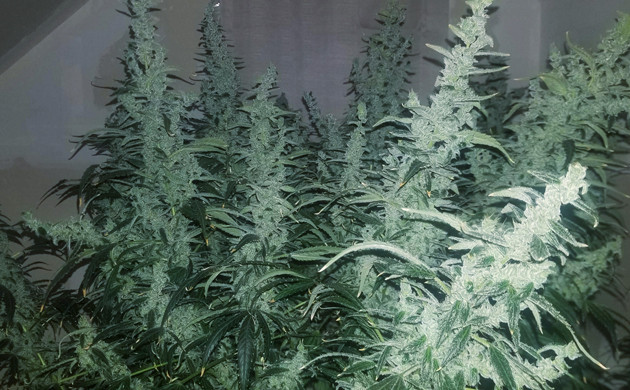 Созревший куст Lemon AK auto fem Сбор урожая Lemon AK auto fem