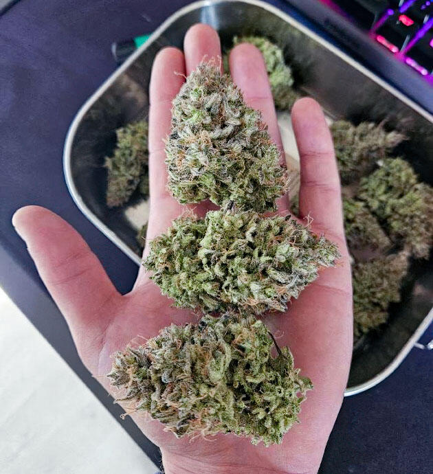 Созревшие шишки сорта Lemon Cherry Gelato Auto R3