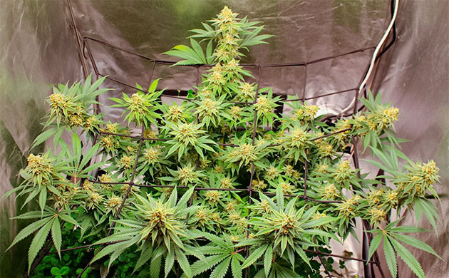 Сбор урожай с куста Sugar Bomb Punch Предхарвест кустов Sugar Bomb Punch