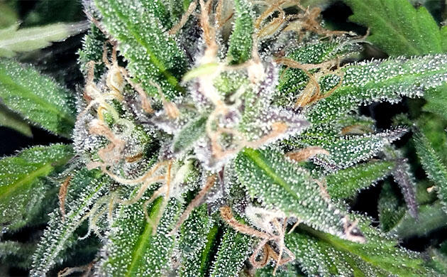 Урожай каннабиса подготовлен для оценки эффекта Шишка конопли