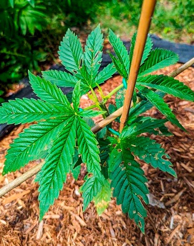 Обработка от паразитов и проведение мейн лининга Куст Gorilla Cookies FF на 4-5 неделе выращивания