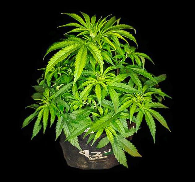 Удобрения и проведение тренировок для марихуаны Куст Z-Up Auto от FastBuds на 2 неделе