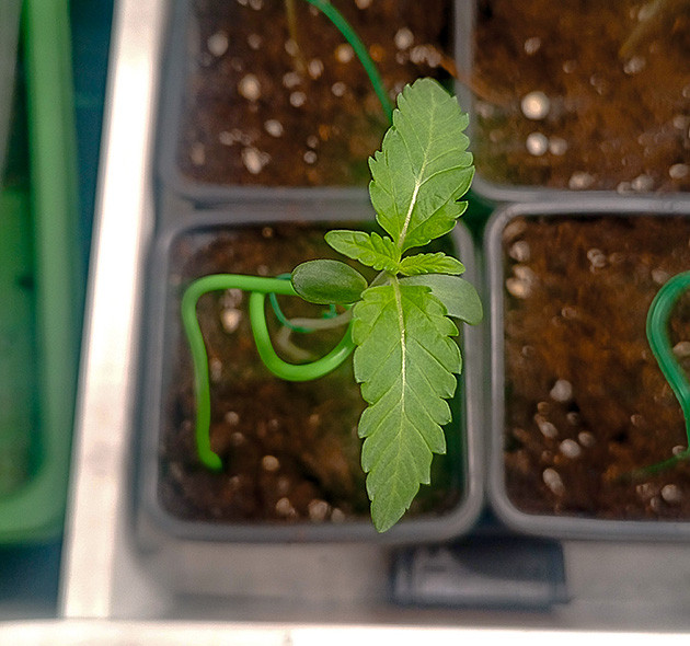 Первая неделя: рост и развитие High Society: первые зазубренные листья