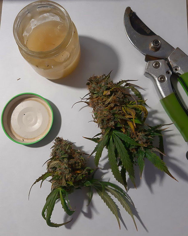 Борьба с гнилью на растении Осмотр Critical Orange Punch Auto