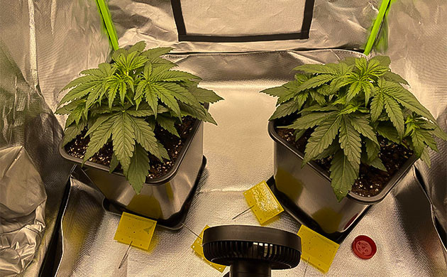 Использование нематод против грибных комариков Применение нематод в борьбе с грибными комариками