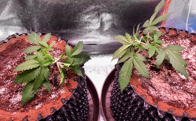 Использование LST Кусты Six Shooter Auto после LST