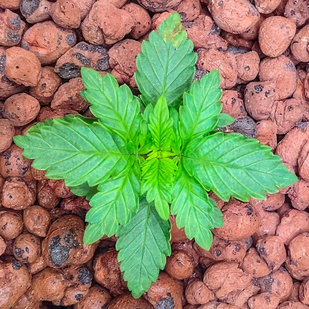 Дефицит железа и калия Растишка Bruce Banner #3 от Herbies Seeds на 3 неделе