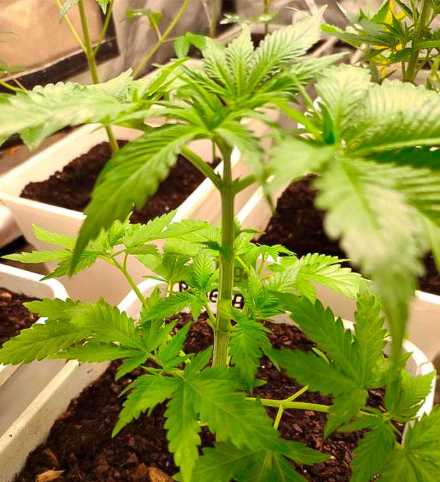 Активный рост конопли Кусты Blueberry Hill от Herbies Seeds на 3 неделе