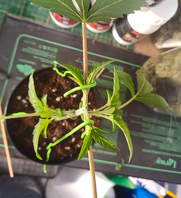 Созревание и новые посадки в палатке High Society: восстановление и тренировка веток