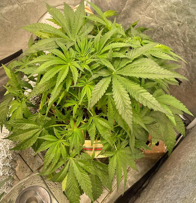 Активный рост Куст Cherry Cola Auto на стадии вегетации