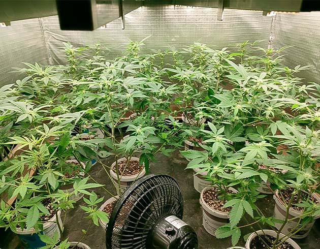 Проблемы с влажностью и цветением Влияние дождей на условия