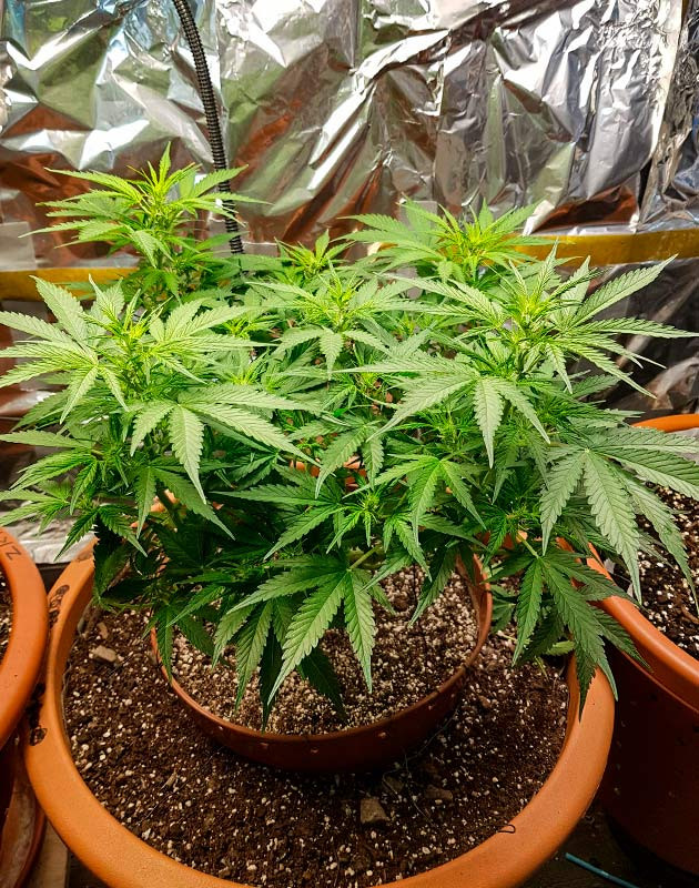 Предцвет конопли Zkittlez Auto Перевод на цветение куста Zkittlez Auto