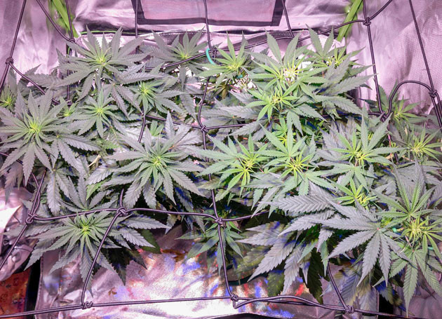 Переход марихуаны на цветение Сорт конопли Euforia X ростом 45 см