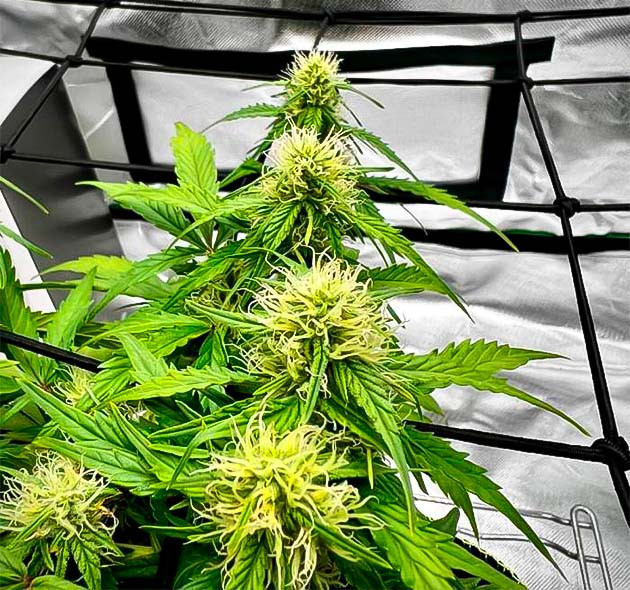 Полив и удобрения для марихуаны Куст Gelato от Blimburn Seeds на стадии цветения