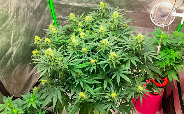 Контролем pH почвы для куста Critical Kush