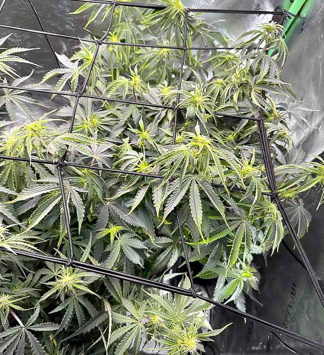 Ускоренное цветение Gelato Auto Подкормка и скрог