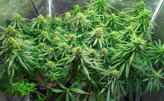Появление цитрусового аромата в палатке Кусты конопли высотой 50 см