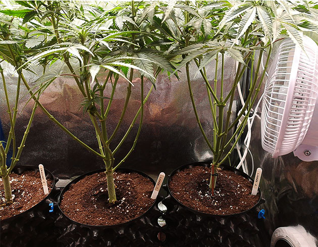 Дефолиация на 8 неделе выращивания Кусты после обрезки нижних листьев