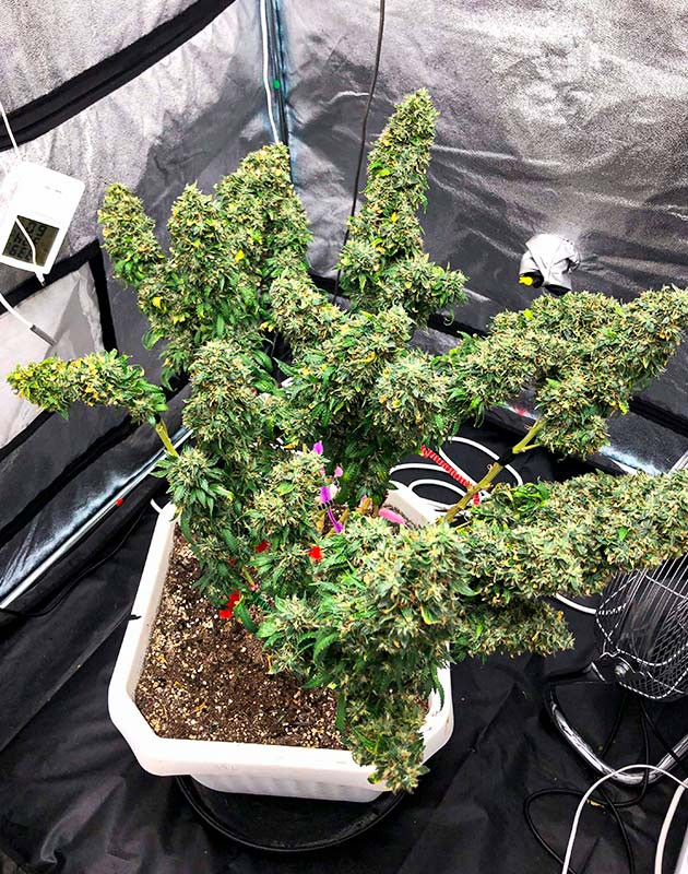 Прогресс в сторону завершения цикла сбора урожая Использование Flawless Finish и план полива