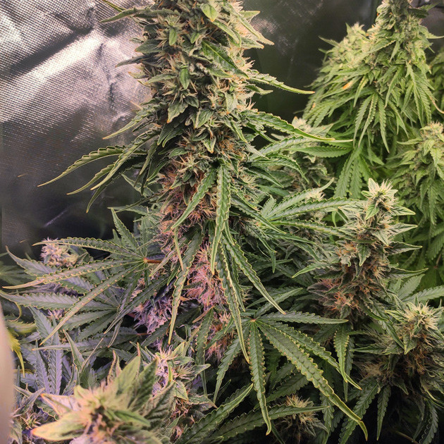 Дефицит питательных элементов на 9 неделе выращивания 9 неделя выращивания конопли