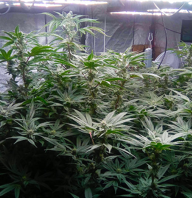 Медленное развитие растений Цветущая конопля