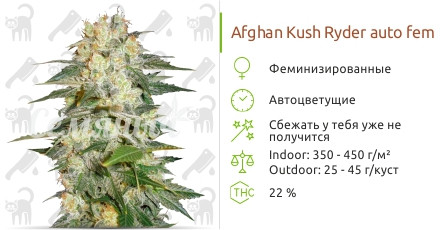 Сорт марихуаны Afghan Kush Ryder auto Afghan Kush Ryder auto от World of Seeds