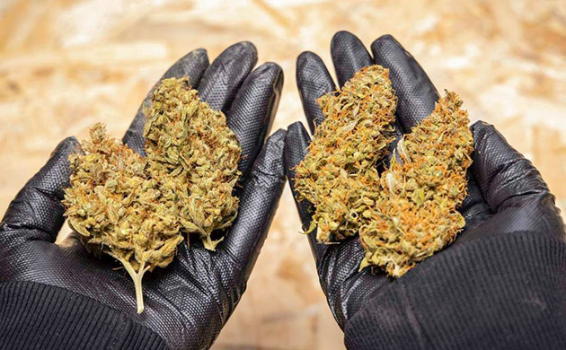 Белые или серые пятна — свидетельствуют о заражении грибковыми инфекциями Окраска каннабиса