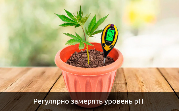 Уровень кислотности почвы для правильного выращивания автоцветов pH почвы для правильного выращивания автоцветов