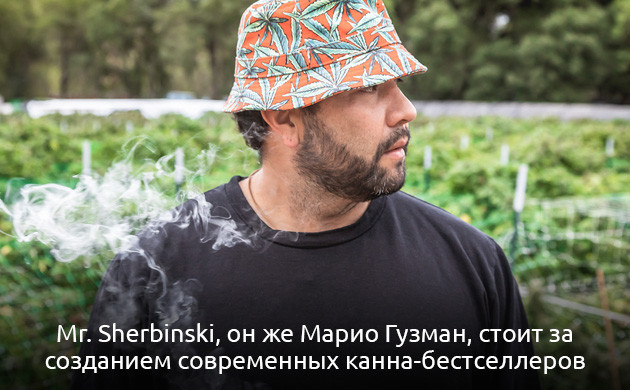 Марио Гузман – создатель сорта Gelato История успеха сорта Gelato и его создателя Mr.Sherbinskis