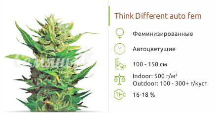 Сорт марихуаны Think Different Auto Think Different Auto от Dutch Passion