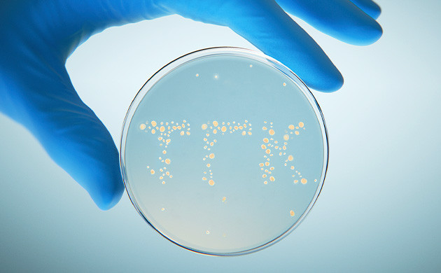 Естественный синтез каннабиноидов Синтезирование каннабиноидов