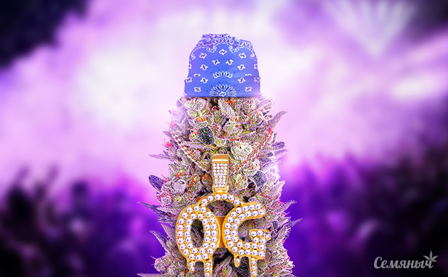 Разнообразие сортов конопли OG Kush OG Kush – классика гроверского дела