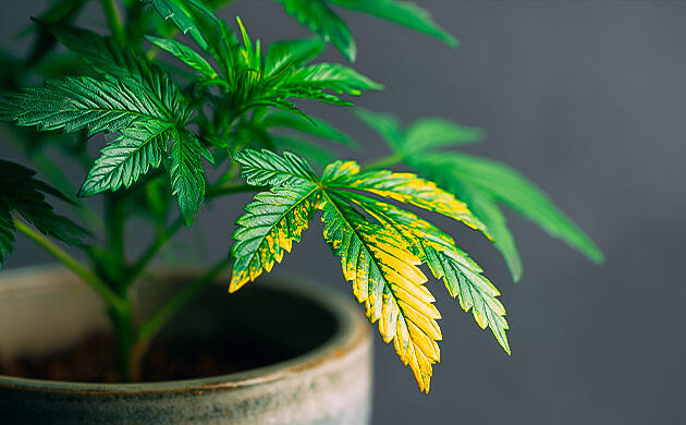 Язык листьев конопли: как растение говорит о жажде, переливе и стрессе Первые сигналы тревоги