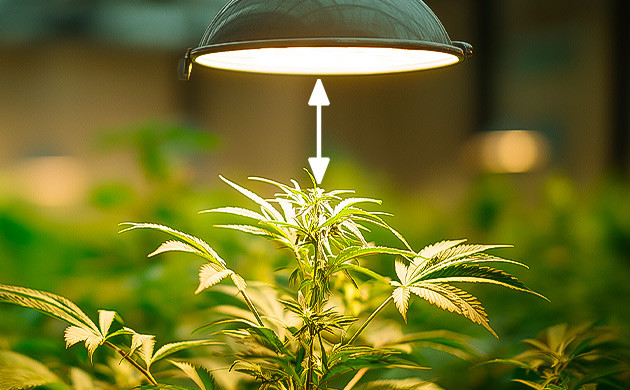 Как выбрать эффективное и безопасное расстояние лампы на веге и на цвете Расстояние до лампы и ватт на квадратный метр